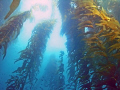   This great photo about 40 down. classic example California kelp diving. took my Sea DX8000G used natural light. was taken Anacapa island one Channel Islands. Enjoy down diving DX-8000G DX 8000G light Islands). Islands)  